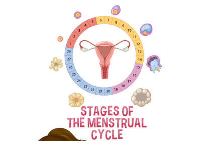 menstrual cycle