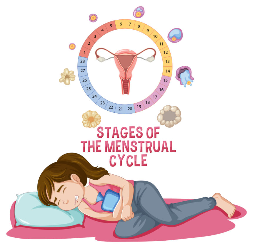 menstrual cycle