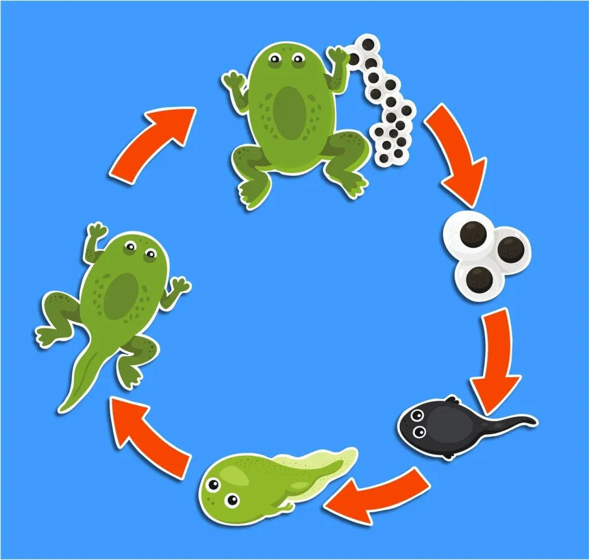 life cycle